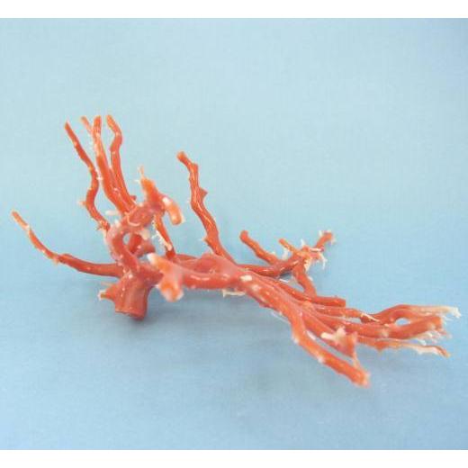 ピンク珊瑚の拝見・置物（艶出し加工済み）/原木/黒檀台/『宝石サンゴ