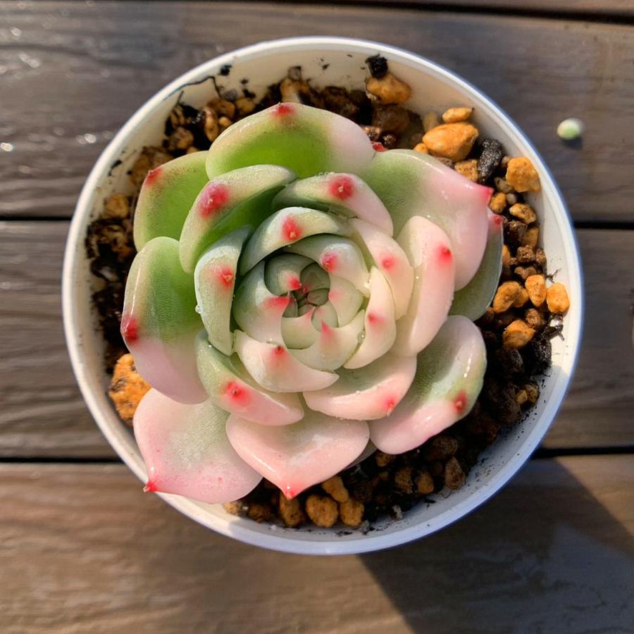 農園直売 多肉植物 寄せ植え エケベリア属 チワワエンシス錦（単）観葉