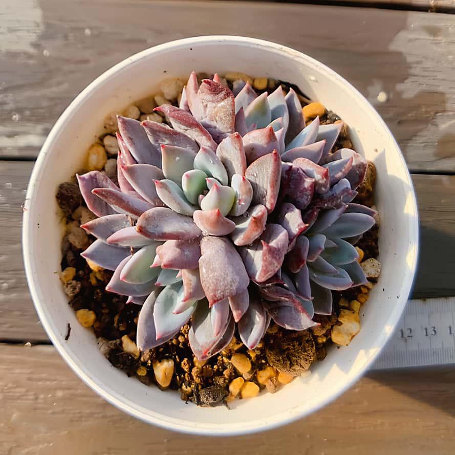 農園直売 多肉植物 寄せ植え 暗々（群）新品種 観葉植物 インテリア