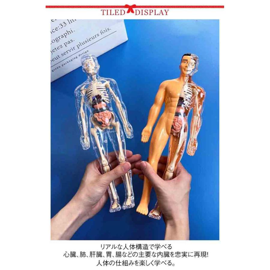 人体模型 玩具 知育玩具 人体構造 内臓 骨格 解剖 組み立て式 モデル