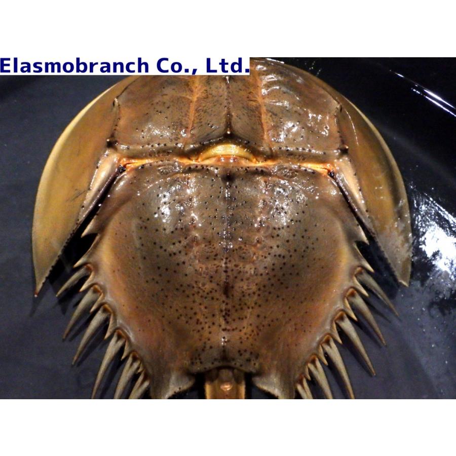 カブトガニ科） BIG カブトガニ Tachypleus tridentatus （甲長25