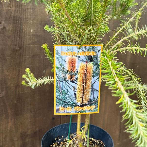 観葉植物 鉢花 苗：バンクシア エリシフォリア*6号 ヒースバンクシア
