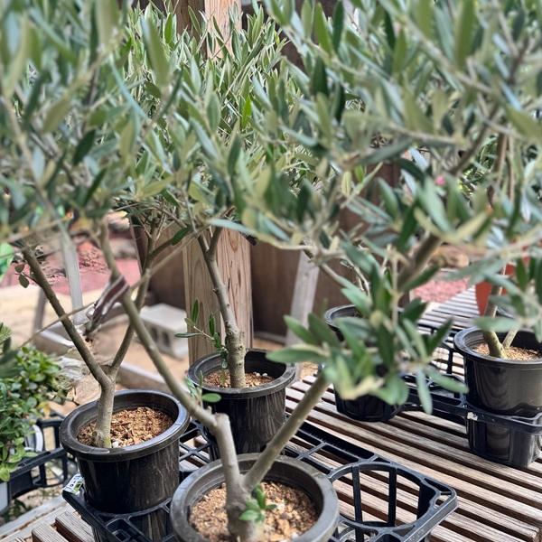 観葉植物 SOUJU（創樹）ブランド：オリーブの木 ネバディロブランコ*6