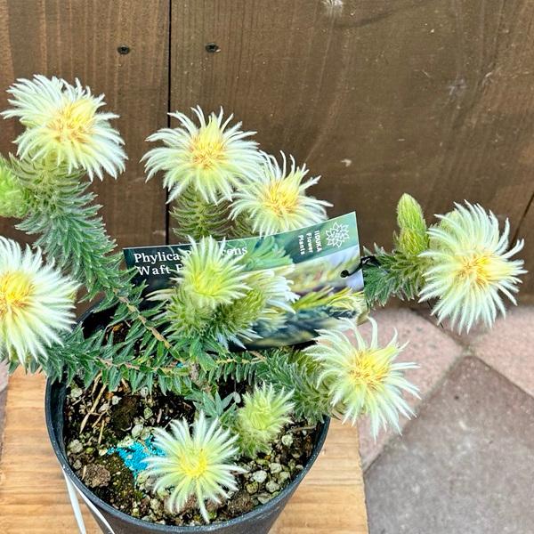 鉢花 観葉植物：フィリカ プベッセンス ワフトフェザー*5号小 : 遊恵