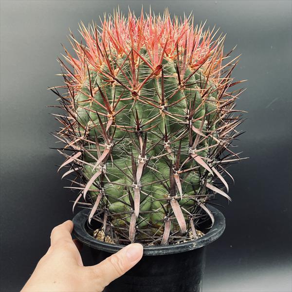 サボテン：フェロカクタス 神仙玉 南方形*幅16cm 現品！一品限り