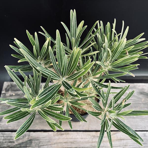 コーデックス：パキポディウム グラキリス 実生*枝幅15cm 現品！一品