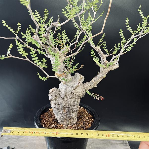 コーデックス：オペルクリカリア パキプス 発根済*葉幅58cm 現品