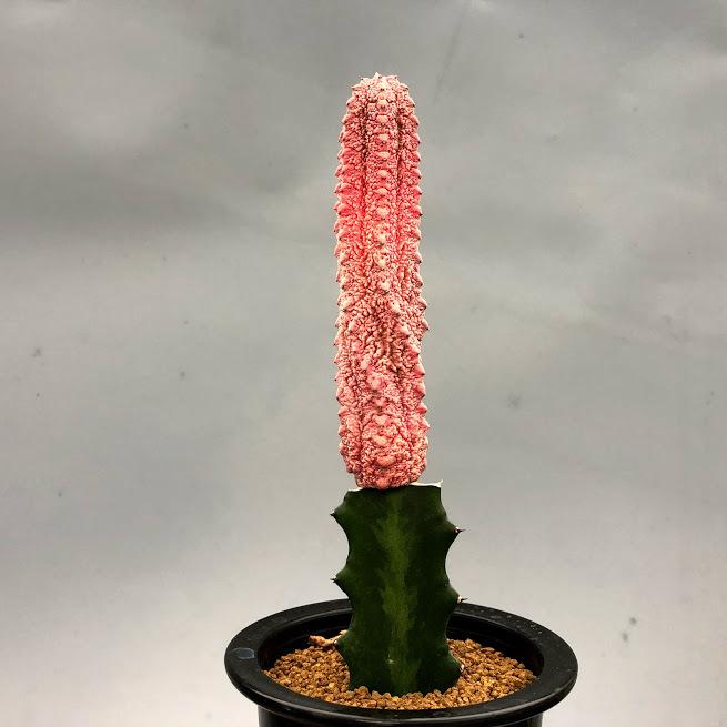 多肉植物：ユーフォルビア アブデルクリ錦 'ダマスク' ツギ*幅3cm