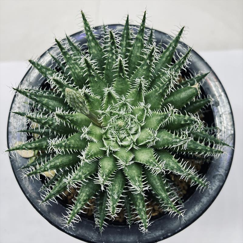 多肉植物：ハオルチア ギガス×強刺ヘルバセア マックス（NGI）*幅