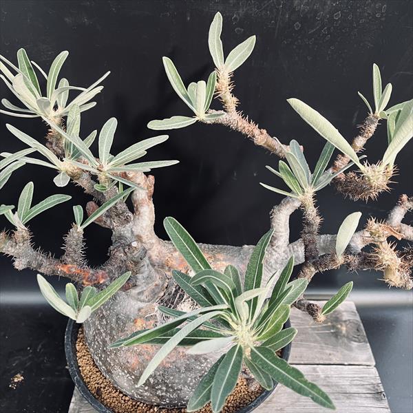 コーデックス：パキポディウム グラキリス 発根済*塊根幅22cm 現品