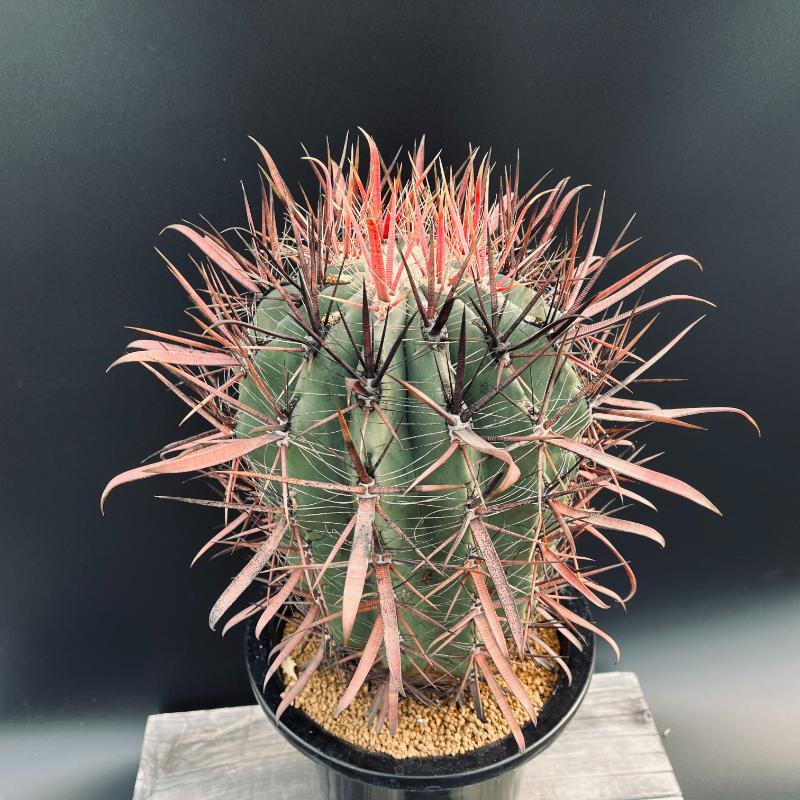サボテン：フェロカクタス 偉冠竜*幅16cm 現品！一品限り : 遊恵盆栽