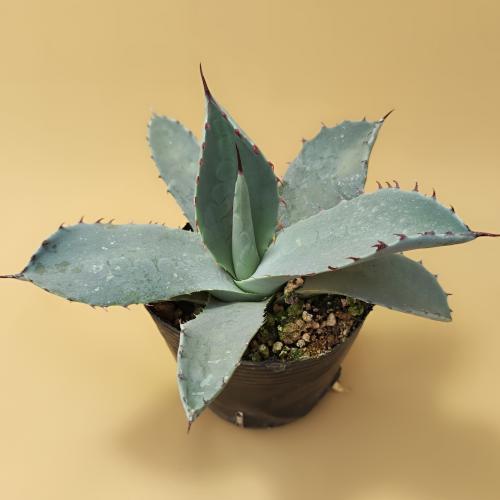 アガベ パリートランカータB 実生株 約25cm 特選株】アガベ・パリー