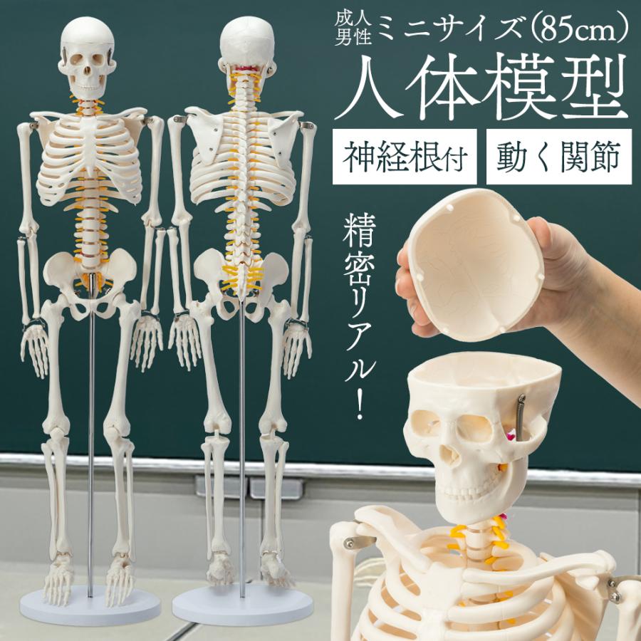 国際規格認証品】ミニサイズ 成人男性 人体模型 85cm 神経根有り 全身