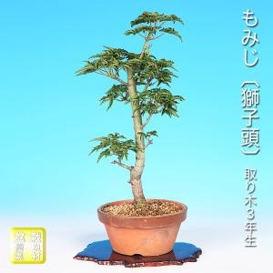 盆栽 ミニ盆栽 「楓 挿し木3年生」 カエデ かえで 小品 葉物 苗木