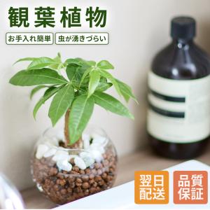 観葉植物：フペルジア グリーンゴエベリー*吊り鉢 Huperzia シダ植物