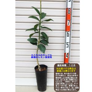 □優良2年生大苗□ みかん 苗木 【種なし小みかん 無核紀州 （むかくき