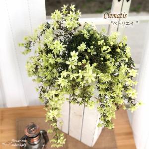 クリスマスローズ 広瀬園芸 クレオパトラ 0211-021 現品販売 送料無料