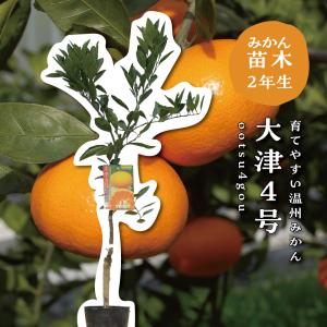 みかん 苗木 星タンゴール 15cmポット苗 ミカン 苗 蜜柑 : 苗通販店