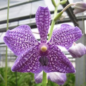 洋ラン 苗 バンダ ピュア ワックス'ブルー'（Vanda Pure Wax 'Blue
