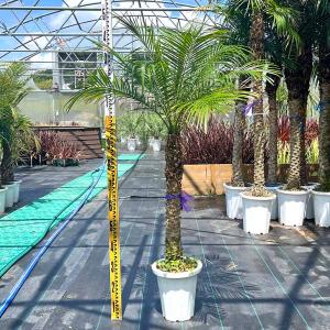 ディクソニア・アンタルクティカ ヘゴシダ ベアルート 観葉植物 お祝