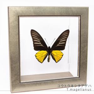 昆虫標本 蝶の標本 キプリスモルフォ メタリック調ライトフレーム