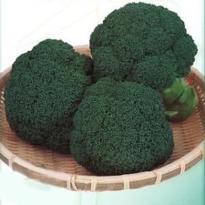 サカタのタネ（サカタノタネ） ブロッコリー ピクセル コート5000粒