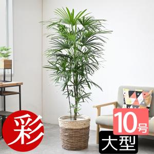 観葉植物 本物 アレカヤシ 10号鉢 白陶器鉢カバー付き セット