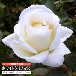 サボテン：フェロカクタス 強刺文鳥丸*12cm 現品 一品限り : 遊恵盆栽