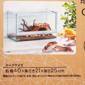 GEX（ジェックス） 【全国送料無料】 エキゾテラ グラステラリウム