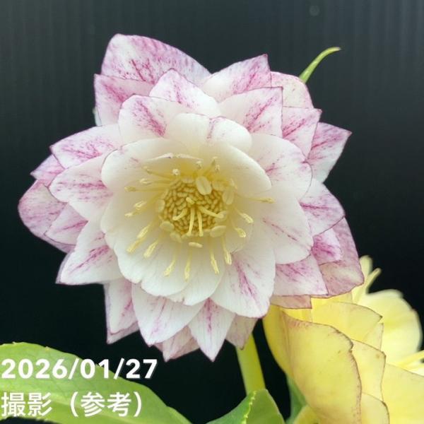 お買い得一点物咲き進み株】加藤農園 クリスマスローズ グラデーション