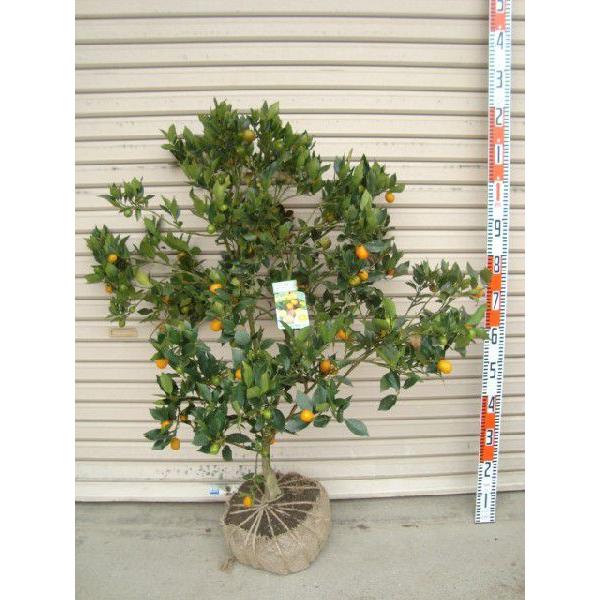 プチマル】 5年生接木苗 大苗 キンカン 金柑 ※納期指定:発送予定