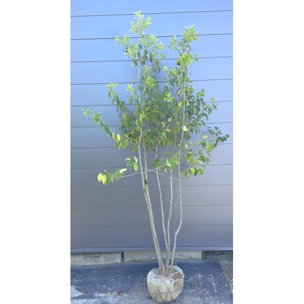 ◆ソヨゴ◆常緑樹◆複数株立◆雌株◆赤い実いっぱい‼️◆①