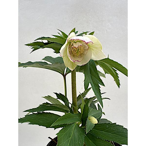 クリスマスローズ 開花苗 008 ホワイトセミダブルピコテイ : 花郷園