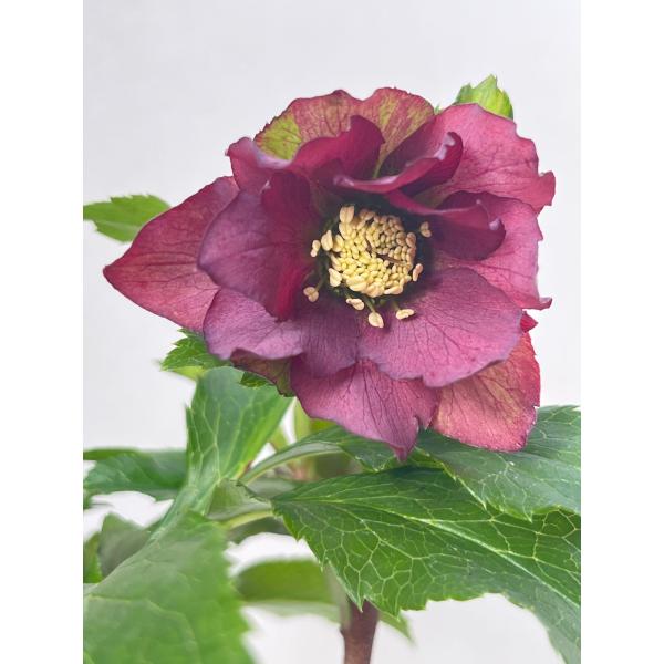 クリスマスローズ 開花苗 072 レッドサン : 花郷園 KAGOEN NURSERY