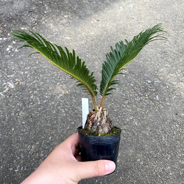 hanaikushop_ki-cycas-001