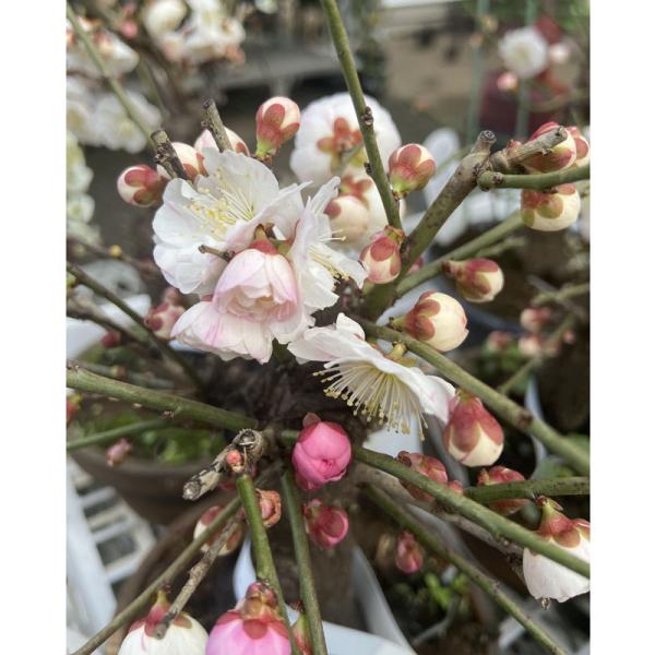 hanaikushop_ki-bonsai-ume-001-2