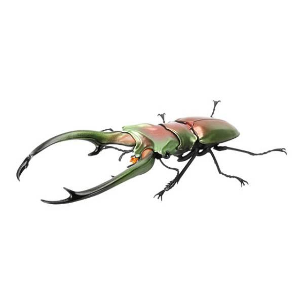 エラフスホソアカクワガタ（メタリックグリーン）】いきもの大図鑑