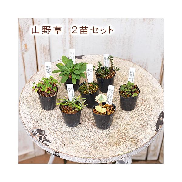 草花苗 山野草 1号 2苗セット 盆栽 ミニ 育てやすい 寄せ植え 和風