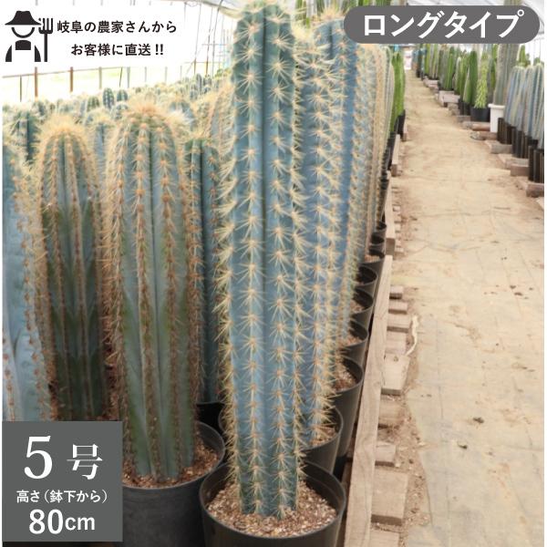 農場直送！］柱サボテン アズレウス ロングタイプ（鉢下から80cm）5号