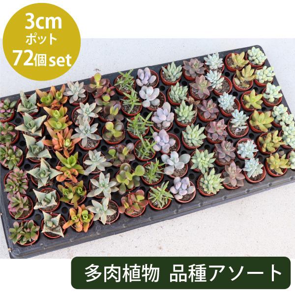 苗 多肉植物 ミックス1寸 (1号 3cmポット) 72個 セット (ケース) 寄せ