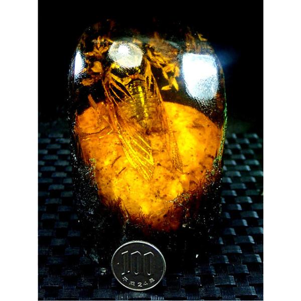 工芸品☆高級（アンバー)琥珀(セミ入り)原石168R3-48R20D : 水晶開運堂