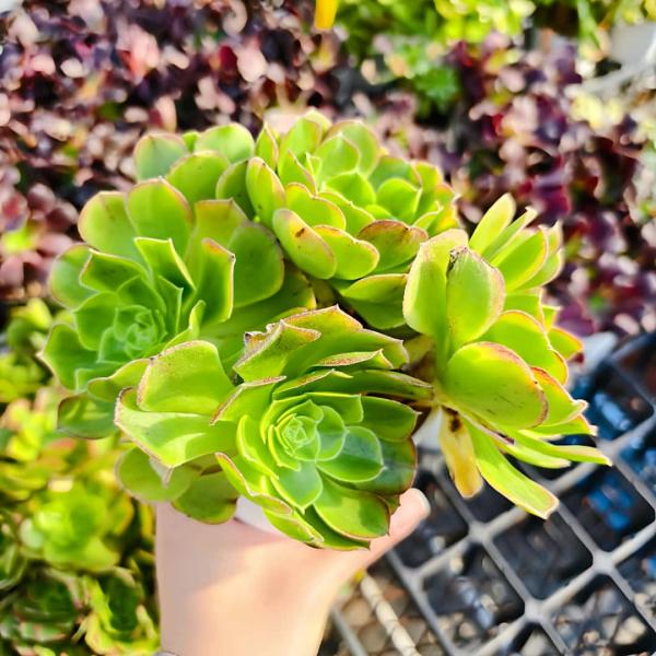 農園直売 多肉植物 寄せ植え アエオニウム属 ハロウィンミルク錦（群