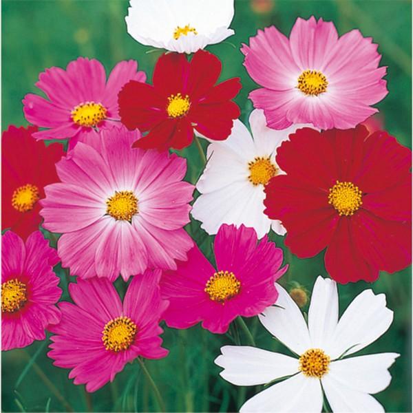 花の種（営利用）コスモス センセーション ミックス 1kg サカタのタネ