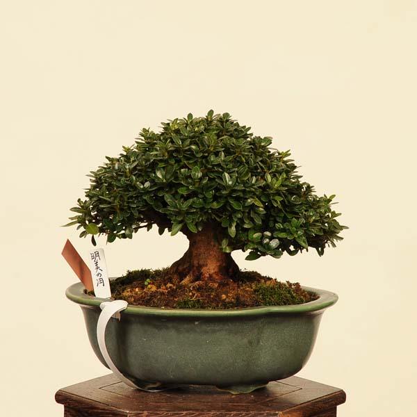 盆栽 特選：皐月(明美の月)現品*さつき サツキ Satsuki bonsai 小品