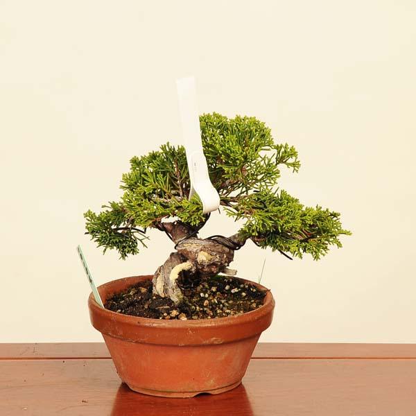 盆栽：特選糸魚川真柏 現品* しんぱく シンパク Sabina chinesis