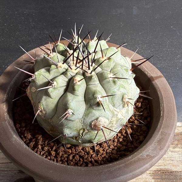 サボテン：コピアポア 黒王丸 ツギ 陶器鉢入り*幅6.5cm 現品！一品限り