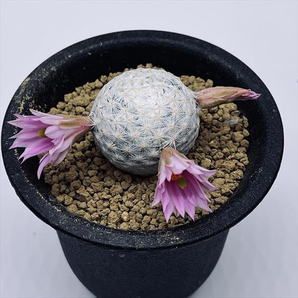 サボテン：マミラリア 白鳥 実生*M 幅3cm : 遊恵盆栽 Yahoo!店