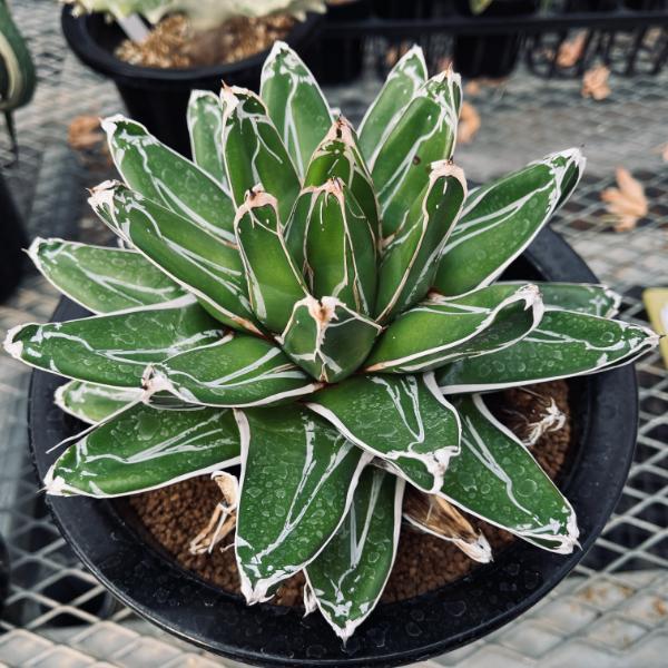 多肉植物：アガベ 笹の雪*幅19cm 現品！一品限り : 遊恵盆栽 Yahoo