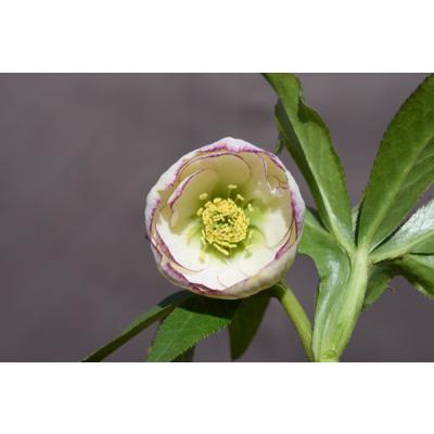 クリスマスローズ ピコティのおすすめ人気商品一覧 通販 - Yahoo