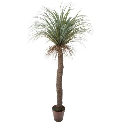 ユッカ ロストラータのおすすめ人気ランキングTOP100 - Yahoo!ショッピング